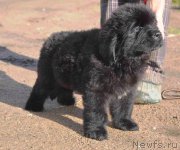 Превью фото № 214734