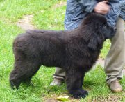 Превью фото № 214756