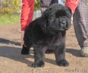 Превью фото № 214810