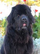 Превью фото № 214850