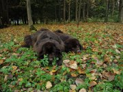 Превью фото № 214864