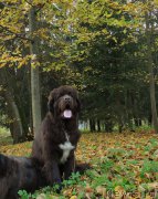 Превью фото № 214868