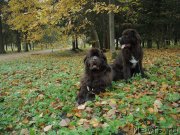 Превью фото № 214870