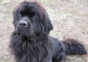 Превью фото № 214878