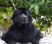 Превью фото № 214910