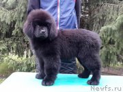 Превью фото № 214935