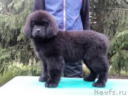 Превью фото № 214936