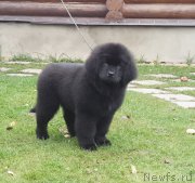 Превью фото № 214939