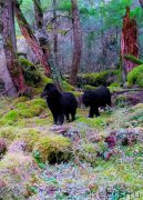 Превью фото № 214999