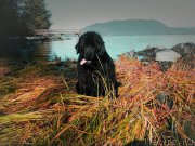 Превью фото № 215001