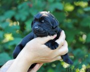 Превью фото № 215059