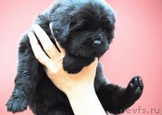 Превью фото № 215100