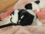 Превью фото № 215172