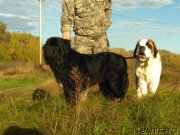 Превью фото № 215174