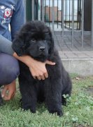 Превью фото № 215189