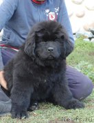 Превью фото № 215195