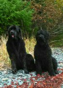 Превью фото № 215200