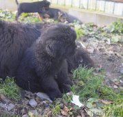 Превью фото № 215206