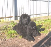 Превью фото № 215207