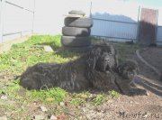 Превью фото № 215208