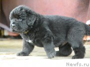 Превью фото № 215267