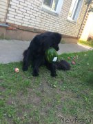 Превью фото № 215282