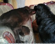 Превью фото № 215288