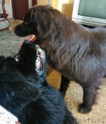 Превью фото № 215289