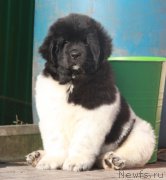 Превью фото № 215296