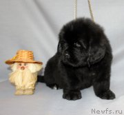 Превью фото № 215308