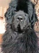 Превью фото № 215381