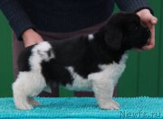 Превью фото № 215383