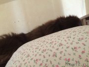 Превью фото № 215455