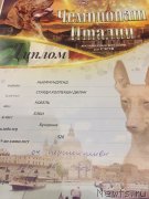 Превью фото № 215459