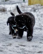 Превью фото № 215525