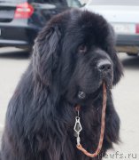 Превью фото № 215548