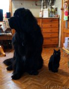 Превью фото № 215549