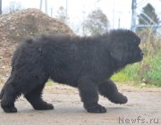 Превью фото № 215574