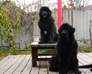 Превью фото № 215575