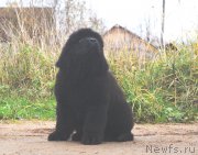 Превью фото № 215576