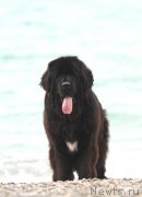 Превью фото № 215598