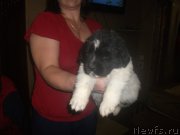 Превью фото № 215624