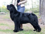 Превью фото № 215652