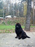 Превью фото № 215655