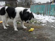 Превью фото № 215680