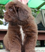 Превью фото № 215694