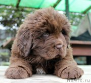 Превью фото № 215695