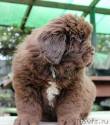 Превью фото № 215696