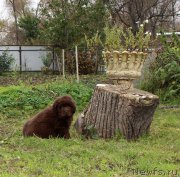 Превью фото № 215701
