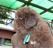 Превью фото № 215702